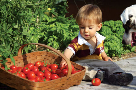 The Best Crops for Your Garden Image